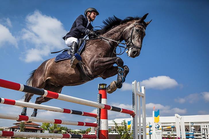 Precision and Performance: The Art of Show Jumping