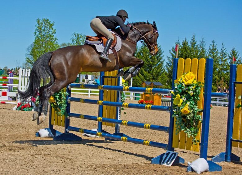 Unleash Your Equestrian Spirit: Dive into Dressage Events!